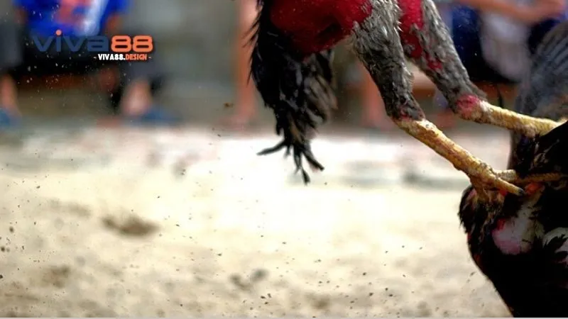 Khám Phá Đá Gà Cuban Rặc - Thú Chơi Mê Li Kết Nối Niềm Đam Mê 2 da-ga-cuban-rac-nguoi-tham-gia