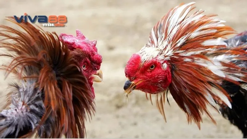 Khám Phá Đá Gà Cuban Rặc - Thú Chơi Mê Li Kết Nối Niềm Đam Mê 3 da-ga-cuban-rac-huong-dan