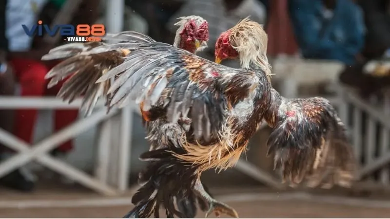 Khám Phá Thú Vị Về Đá Gà Cọp Thomo - Bản Chất Và Văn Hóa 3 ga-cop-thomo-huong-dan