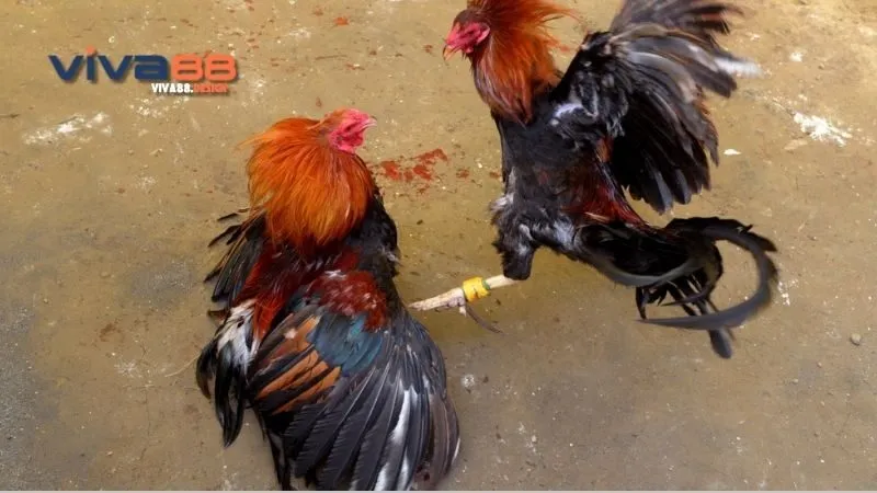 Khám Phá Thú Vị Về Đá Gà Cọp Thomo - Bản Chất Và Văn Hóa 4 ga-cop-thomo-cac-rui-ro