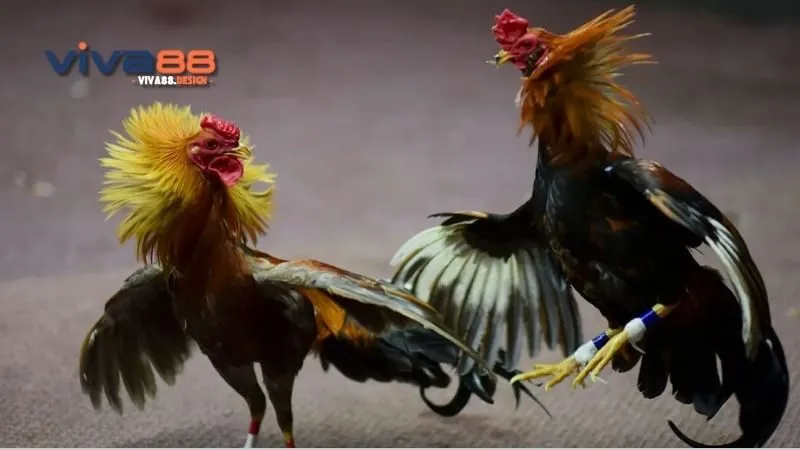 nhung-vay-ga-linh-la-gi